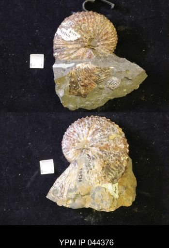 Jeletzkytes nebrascensis