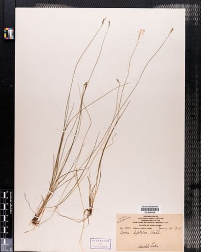 Carex leptalea