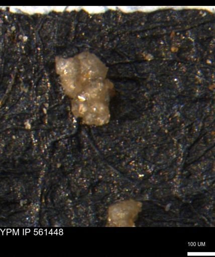 Verneuilinoides hectori