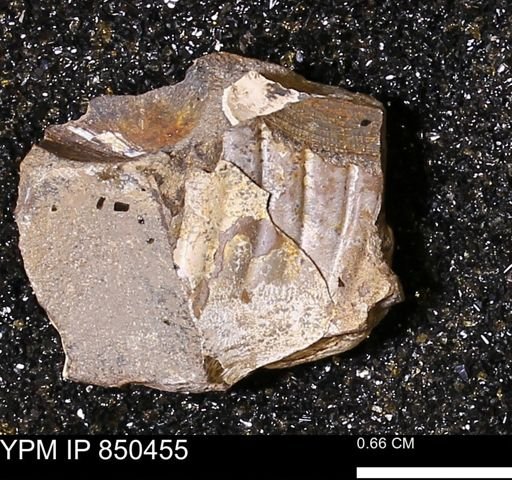 undet. Mollusca