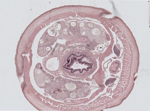 Lumbricus terrestris