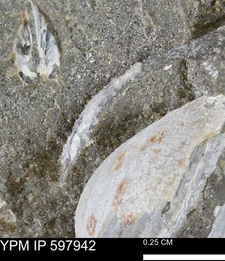 Limopsis striatopunctatus