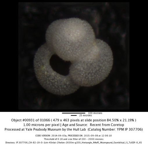 undet. Foraminiferida