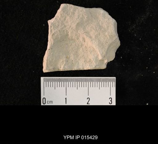 undet. Hexapoda