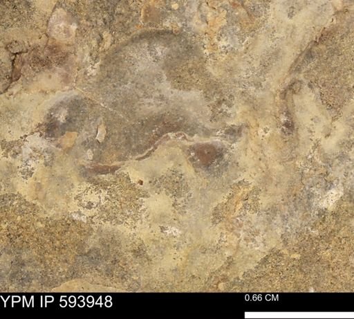 undet. Protasteridae