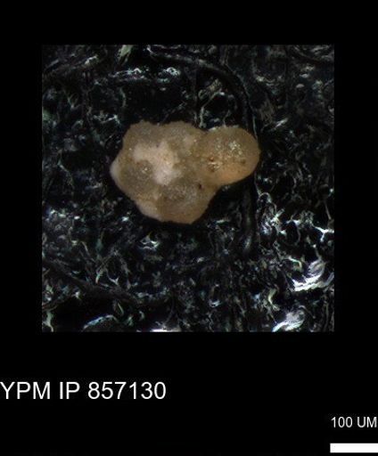 undet. Foraminiferida