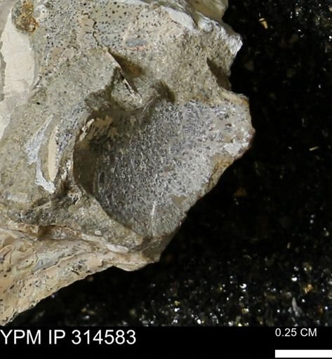 undet. Mollusca