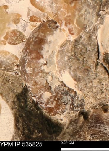 undet. Scaphitidae