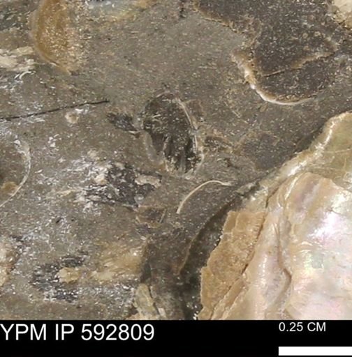 undet. Bivalvia