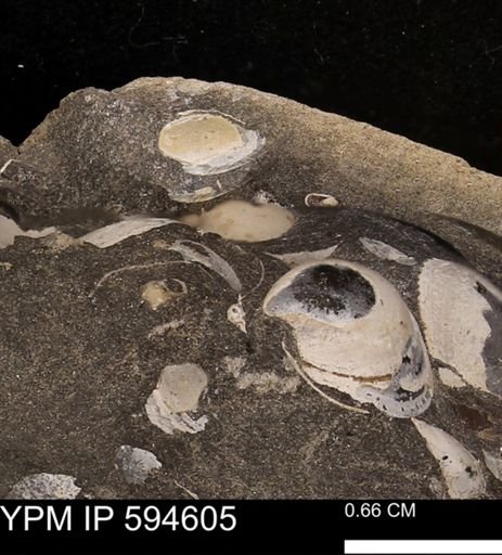 Protocardia sp.