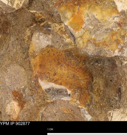 undet. Mollusca