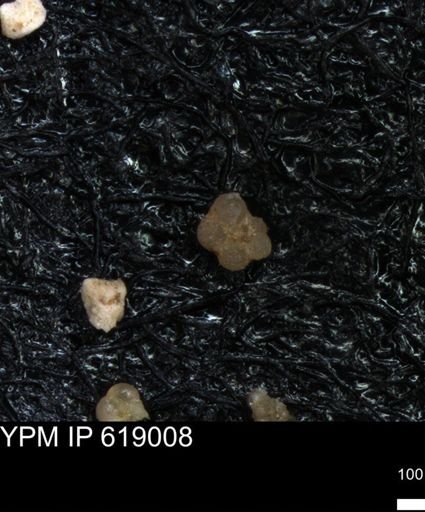 undet. Rugoglobigerinidae