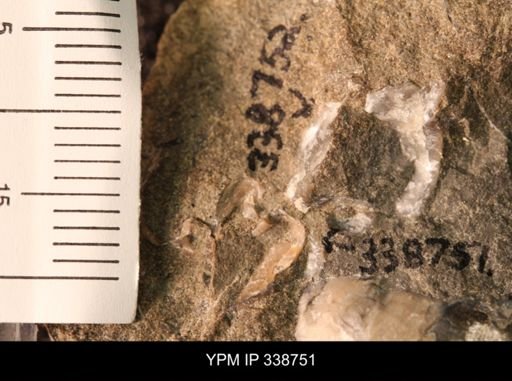 Protocardia subquadrata