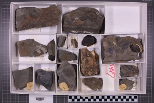 mixed taxa, stratigraphic collection