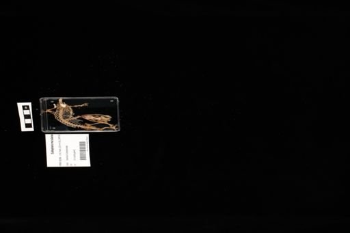 Eublepharis macularius