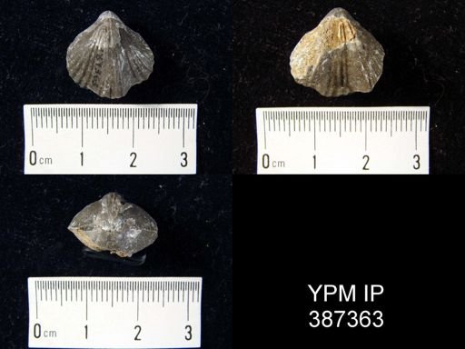 Stenoscisma formosa