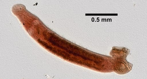 Sphyranura osleri