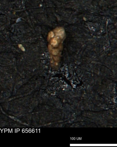 Verneuilina canadensis