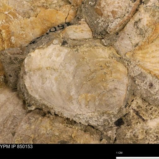 undet. Inoceramidae