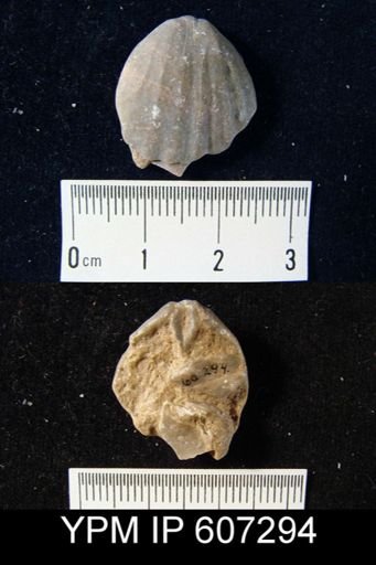 Sieberella?