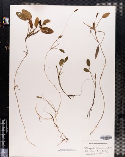 Potamogeton oakesianus