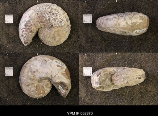 Discoscaphites gulosus