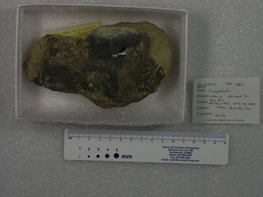 Coryphodon sp.