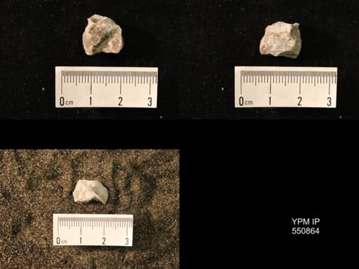 Marginifera wabashensis
