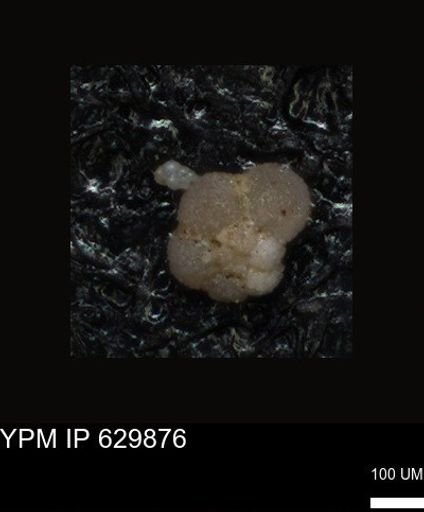 undet. Foraminiferida