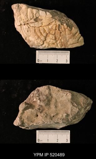 Scutellaster interlineatus