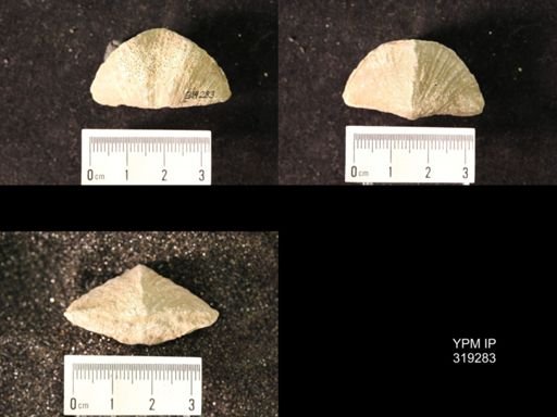 Spirifer cameratus