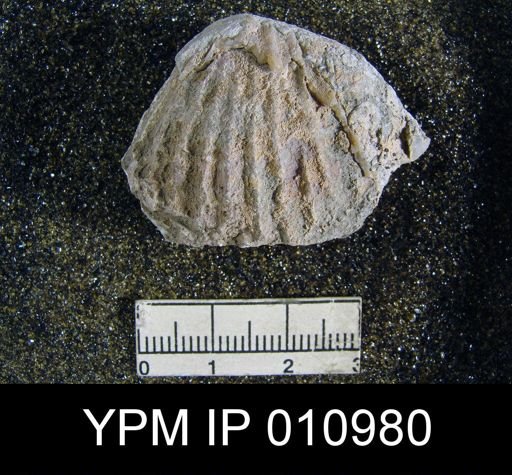 Meekella difficilis