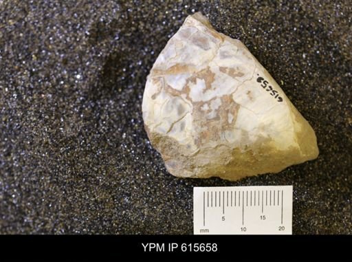 undet. Bivalvia