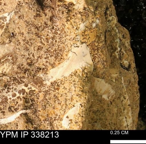 undet. Bivalvia