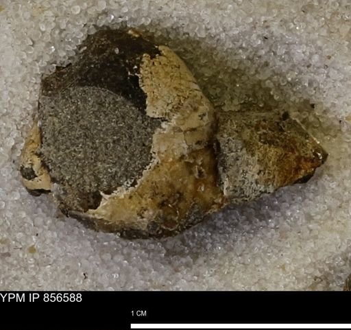 Limopsis striatopunctatus