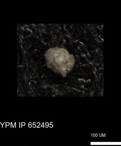 undet. Foraminiferida