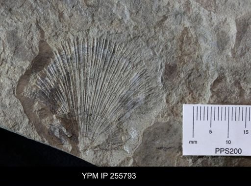 Pectinacea