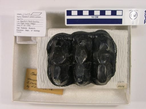Mammut americanum