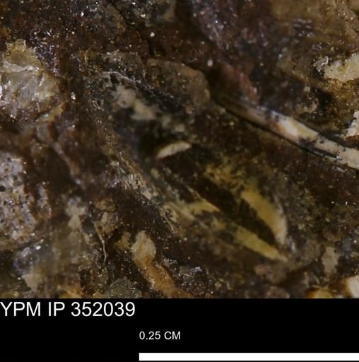 undet. Mollusca