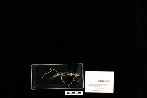 Callisaurus draconoides