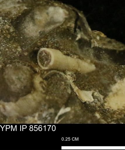 undet. Scaphopoda