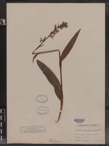 Habenaria lacera