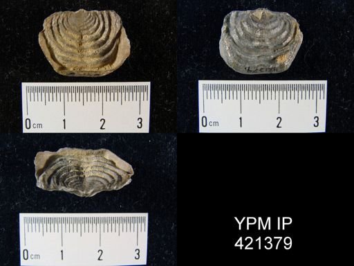 Leptaena sp.