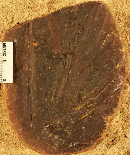 Asterophyllites longifolius