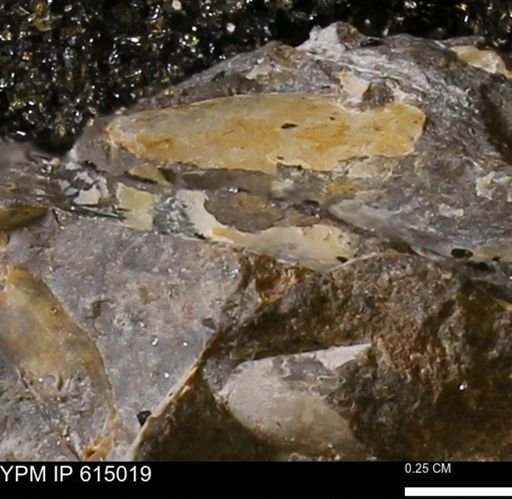 undet. Mollusca