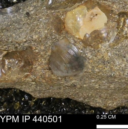 Protocardia subquadrata