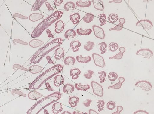 Apis mellifera