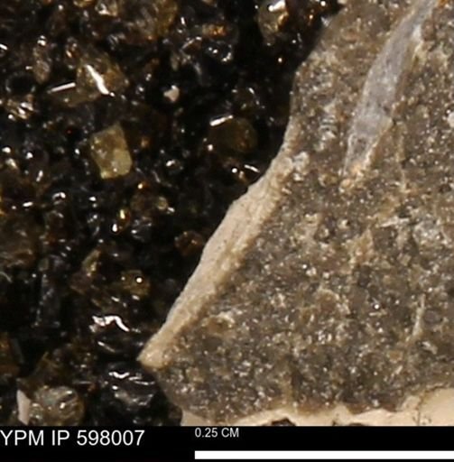 Protocardia?