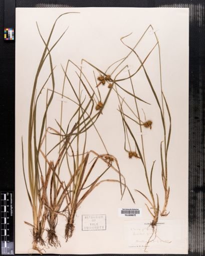 Carex flava