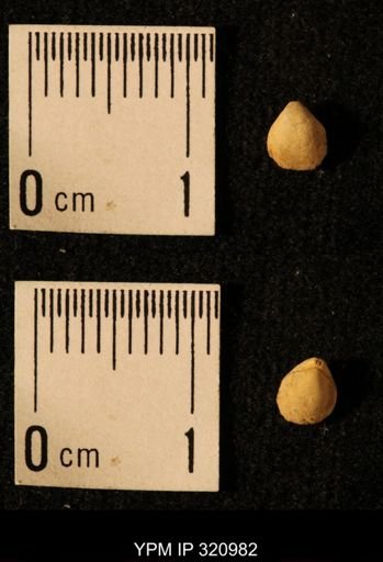 Dielasma elongatum